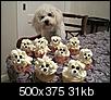 check out these cupcakes, esp. if you have a white fluffy dog-75108_472848232749675_468760390_n.jpg