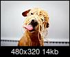 Funny dog pictures-00j0j_dzhwcwza0pw_600x450.jpg