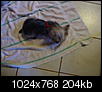 I did it again.. rescued a yorkie from puppy mill-dsc00707.jpg