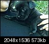 Rescued Puppy Breed Help-1img00004-20100213-1325.jpg