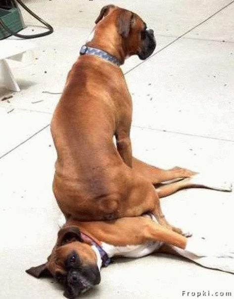 why do dogs sit on each other