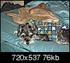 Show off your spoiled fur kids-67196_171432566205973_100000176924231_594168_2834952_n.jpg