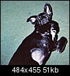Your loveable family dog, pictures...stories...here-shadow-baby-019.jpg