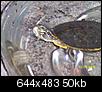 Baby Water Turtles-my-trurtles-011.jpg
