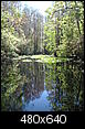 Preserving the Beauty – Florida Pics II-hammock-park-029.jpg