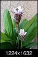 Flowering plant - What is it??-20130622_083506_resized.jpg