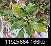 Help! Like to identify this fruit tree.-2013_0915_105152_4608x3456_.jpg