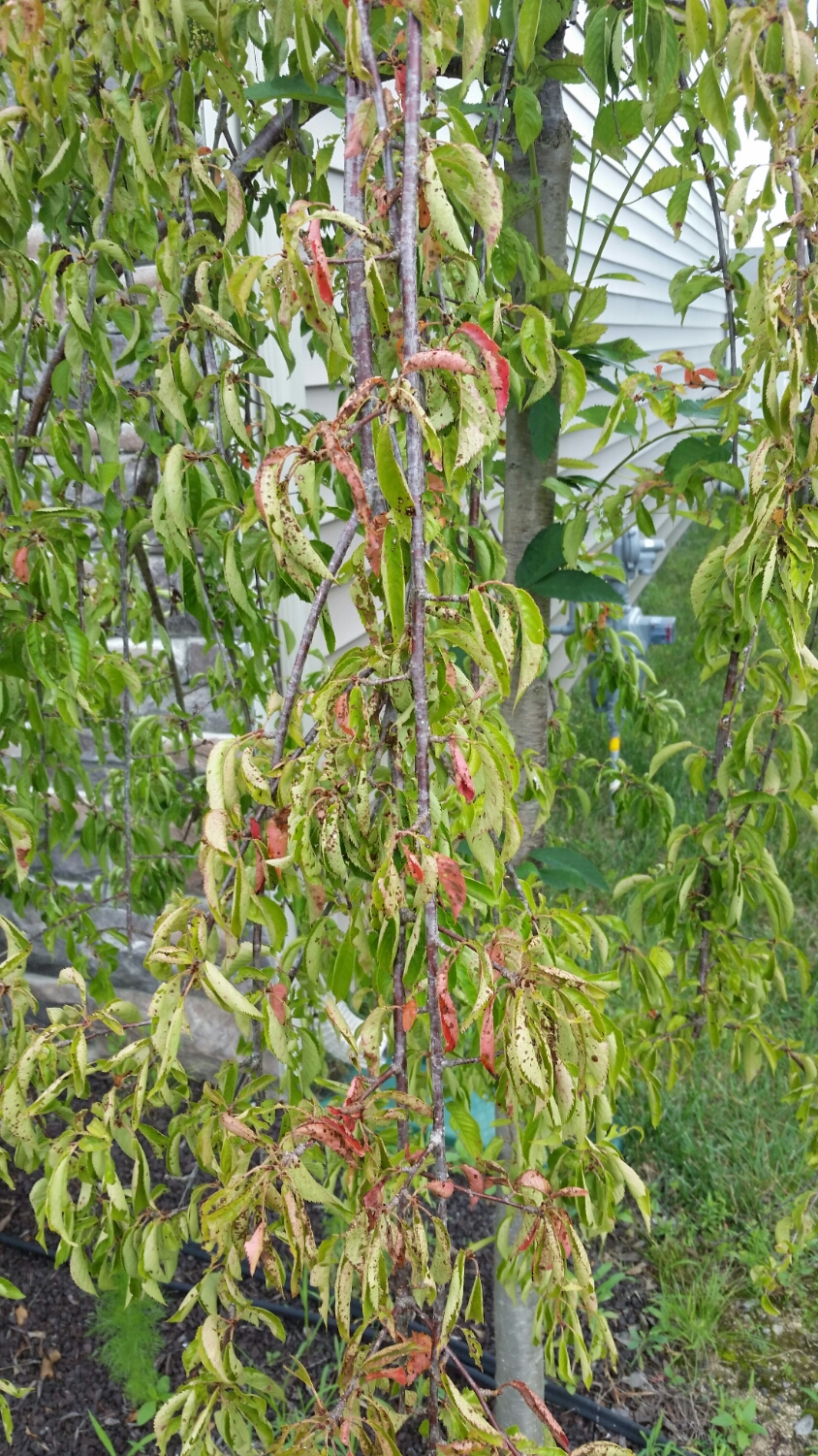 weeping cherry tree leaf