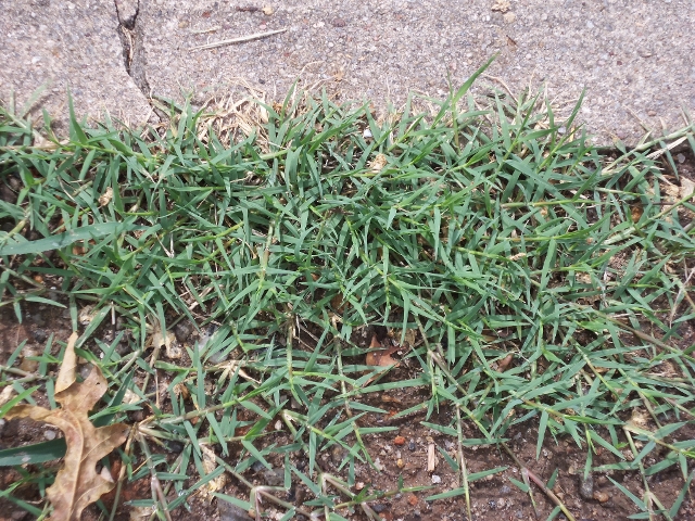 type of bermuda grass weed