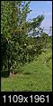 Pear Tree Identification Needed-pt-1.jpg