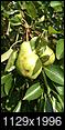 Pear Tree Identification Needed-pears1.jpg