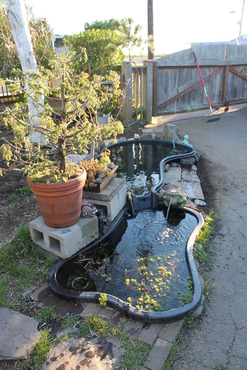 preformed garden ponds (grow, solar, front yard, south) - Trees, Grass