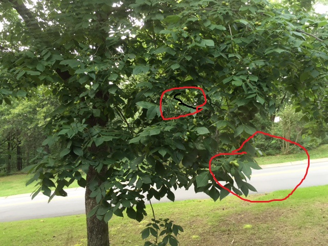 What Kind of Tree is This in My Front Yard? (growing, trees) - Garden