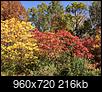 Fall foliage thread 2018-1461058_10152455100677749_2907752764871513735_n.jpg