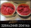 Baby watermelons falling off-f5839983-f5f5-45d6-ab5e-b211d27b77f7.jpeg