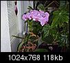 Orchid Question-mvc-430x.jpg