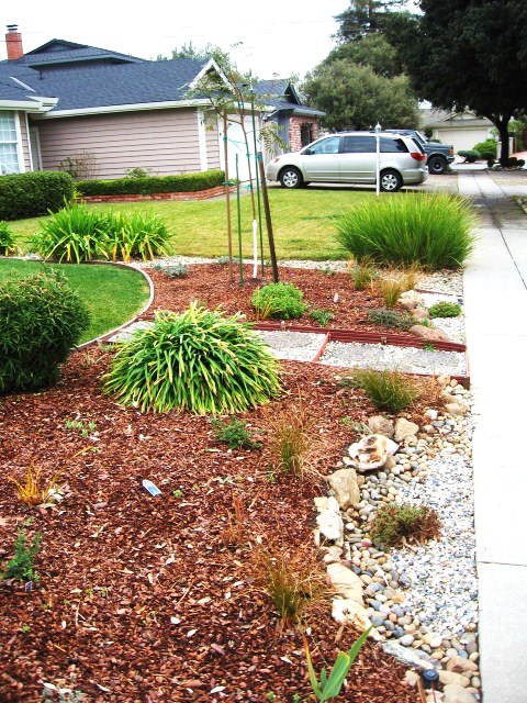 Before and after pictures of your plants (landscape, palm, grass ...