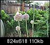 Tall flowering plant - need help identifying.-elephant-garlic-flower-2-002.jpg