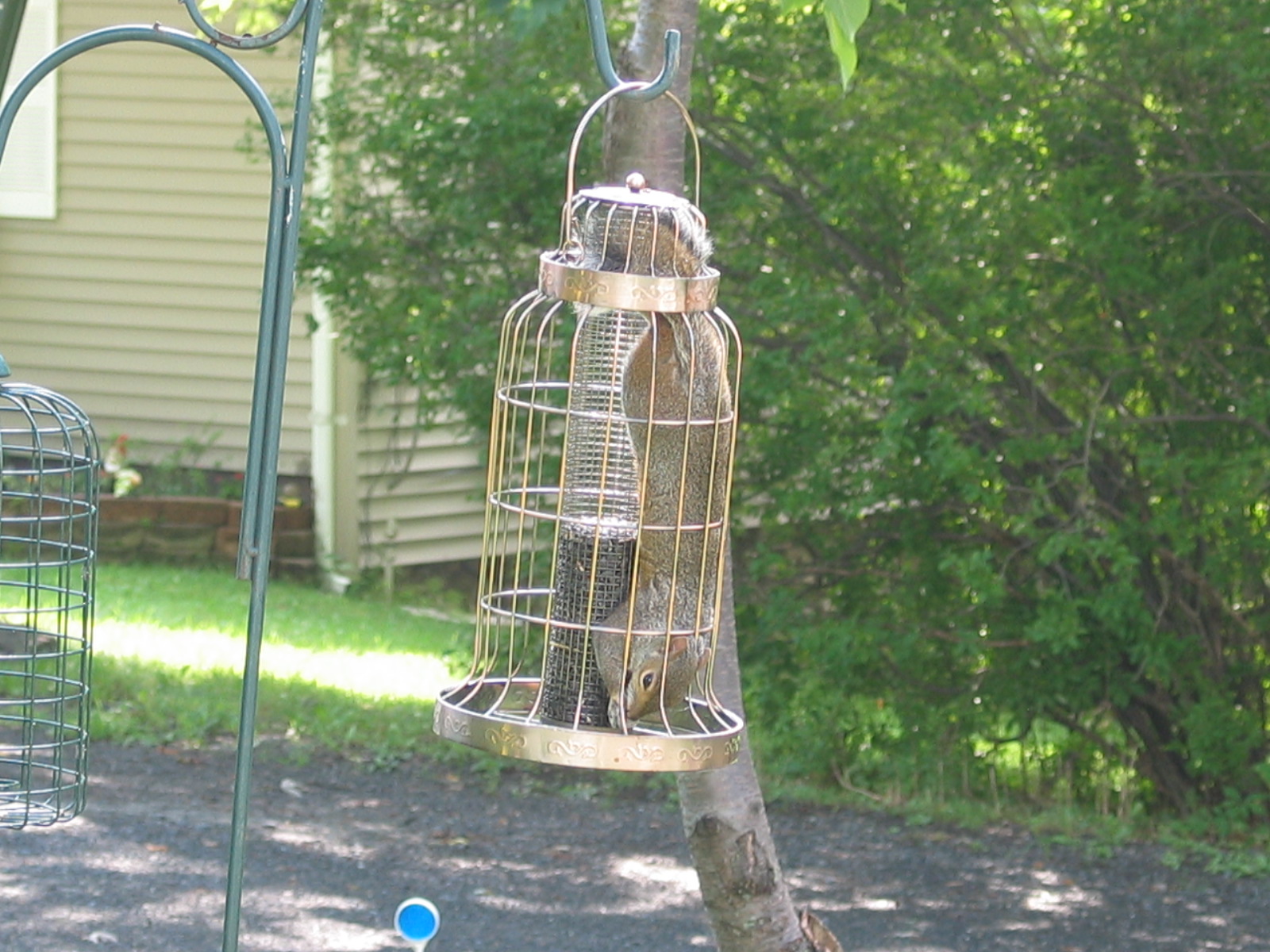 squirrel proof bird feeder pole hanger