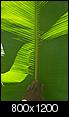 windmill palm tree-musa07b.jpg