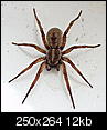 Spider's in the house.. cold out I guess!!-hogna_lenta_18.jpg