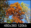 Fall Foliage-img_2688.jpg