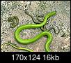 Snakes - Las Cruces Area-western-smooth-greensnake.jpg