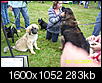 Fun event for a good cause...-woofstock-2009-010.jpg