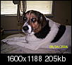 Pet pics-10-26-2006-014.jpg