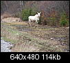 Photos of Maine-whitemoose009.jpg