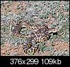 New Mexico Snakes-snakeevensmaller.jpg