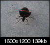 Ok, Next tough question, what is this bug..-night-8-30-08-2.jpg