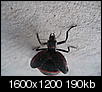 Ok, Next tough question, what is this bug..-night-8-30-08-5.jpg