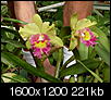 Some new flower pics-sdc10450.jpg