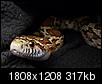 Any fellow reptile keepers?-100e2157.jpg