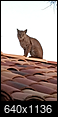 Bobcat living in my attic and seems very happy-d4efe6a4-46f5-4359-8e45-be53dd02d83b.png