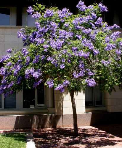 purple tree in california