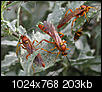 Insect/bug images-img_9339cropsizesharp-1024x768.jpg