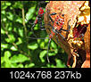 Insect/bug images-img_3247cropsizesharp-1024x768.jpg