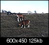 Farm pictures!-goats.jpg