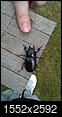 Insect/bug images-imag1761.jpg
