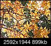 Fall Foliage-dsc01337a.jpg