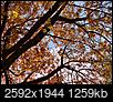 Fall Foliage-dsc01340a.jpg