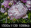 Flowers-pinkpeone.jpg