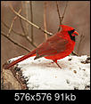 Seeing Red...-cardinal-3925-w.jpg