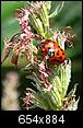 Insect/bug images-ladybugs.jpg