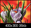 Flowers-krokus_opt.jpg