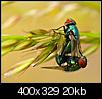 Insect/bug images-muszki_dwie_opt.jpg