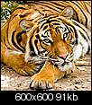 big cats-_mg_49066-copy-medium-.jpg