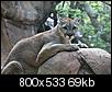 big cats-img_3067-medium-.jpg